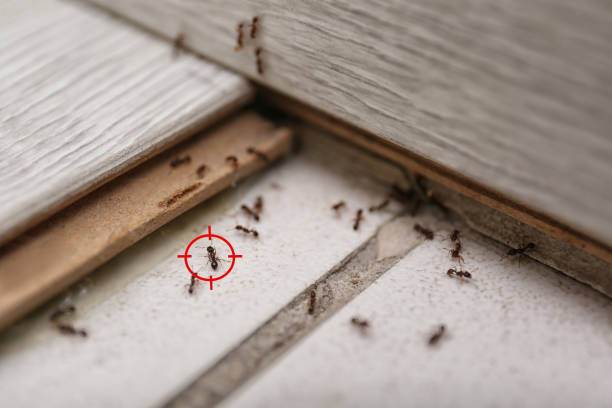 Best Commercial Pest Control Services  in Fairmont, WV