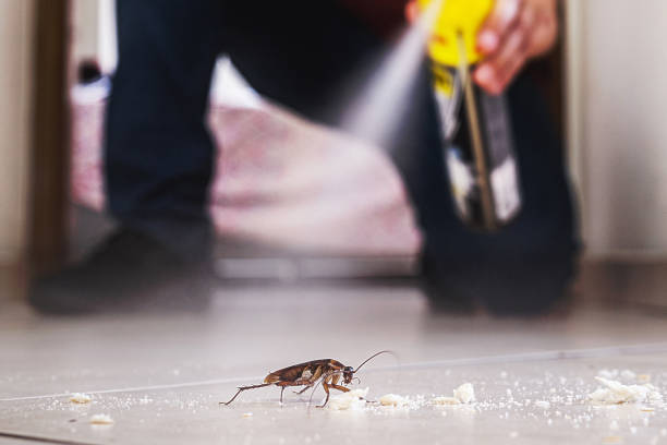Best Ant Control Services  in Fairmont, WV
