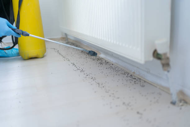Best Affordable Pest Control Services  in Fairmont, WV